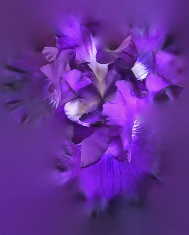 Purple Iris - Limited Edition of 25 thumb