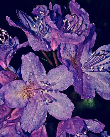 PURPLE RHODODENDRON - Limited Edition of 25 thumb