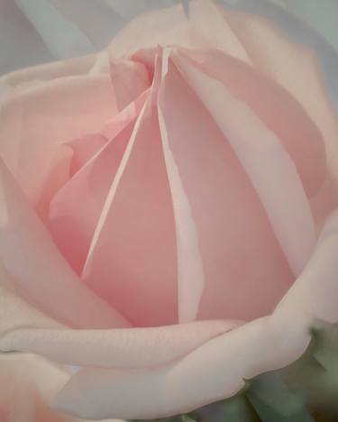PINK ROSE - Limited Edition of 25 thumb