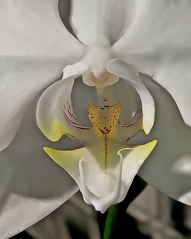 WHITE ORCHID - Limited Edition of Twenty-Five thumb