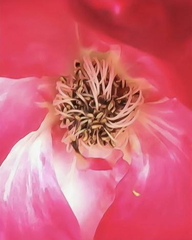 Original Fine Art Floral Photography by Gary Maxwell