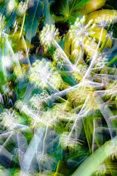 Print of Abstract Expressionism Nature Photography by Mick Lambert