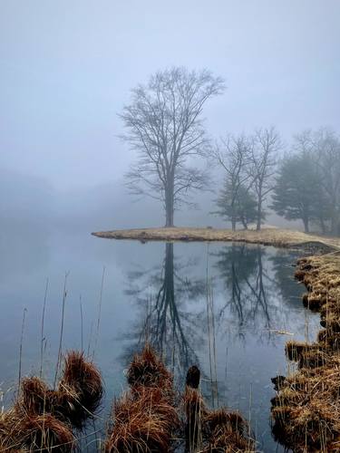 Foggy Morning on Lake Tiorati 1 of 2 thumb
