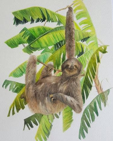 Sloth thumb