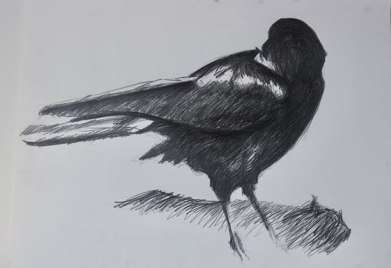 Raven or Crow - 30x22 Drawing by Sandra Lee Kennedy | Saatchi Art