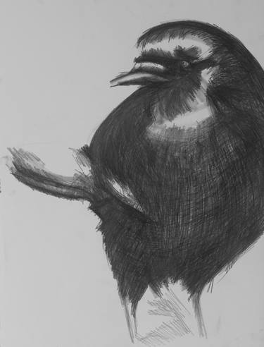 Black bird, 22x30 thumb