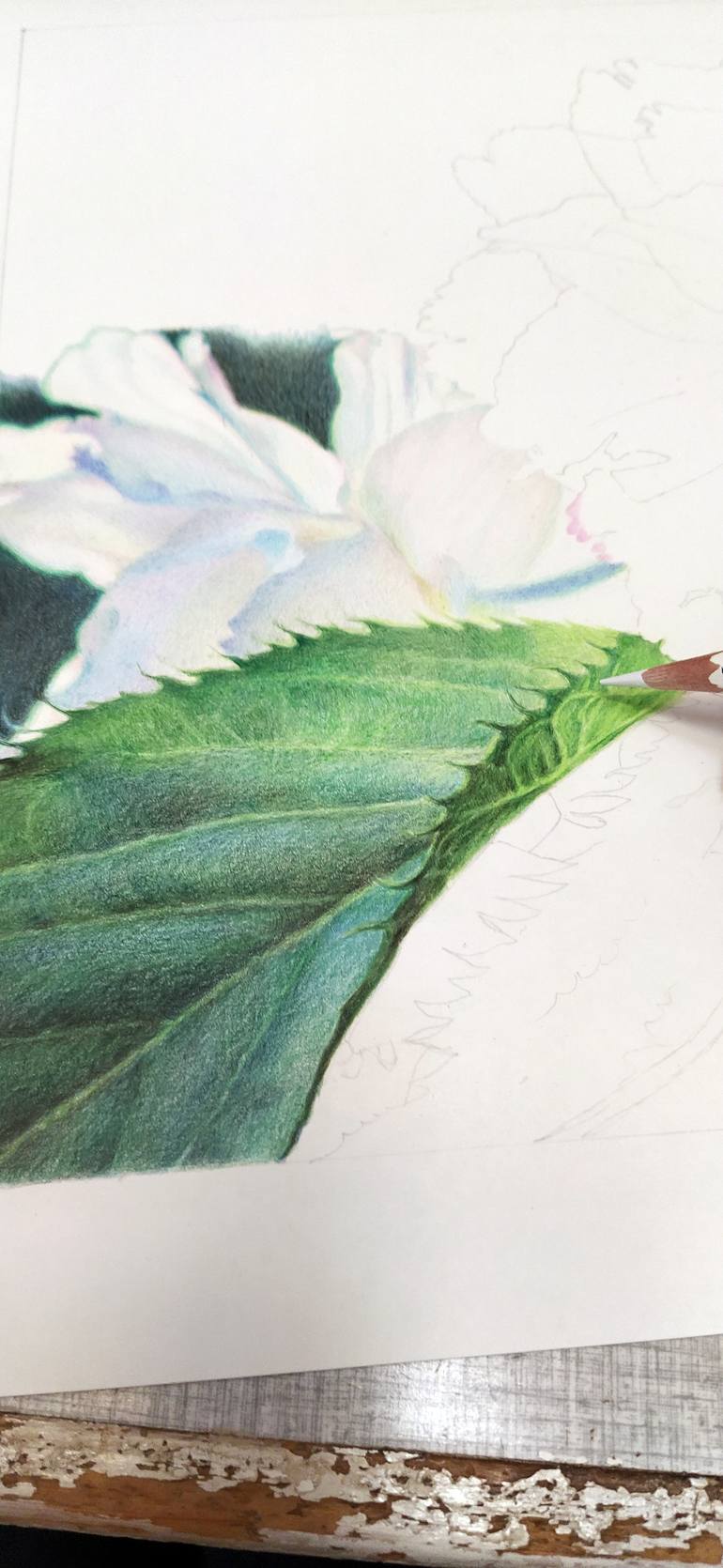 Original Realism Floral Drawing by Katya Santoro