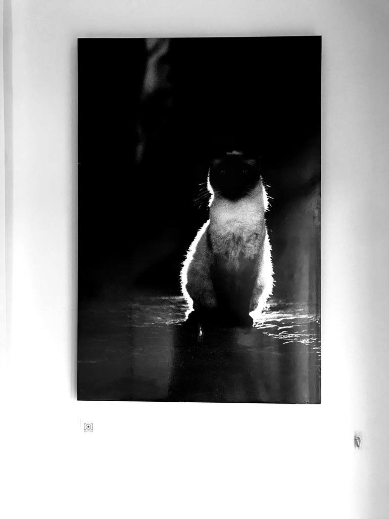 Original Conceptual Cats Photography by Carlos Becerra Silva