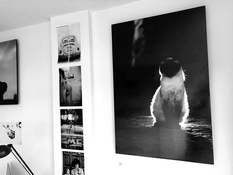 Original Conceptual Cats Photography by Carlos Becerra Silva