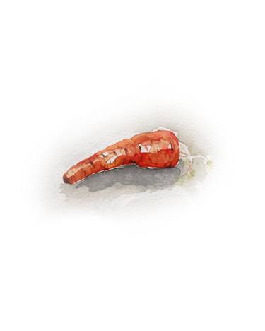 Resting Carrot - Watercolour by Rebecca Hyde of Wild Earth Art thumb