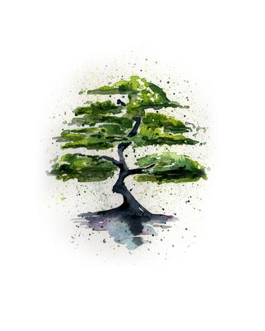 Bonsai - Botanic Watercolour by Rebecca Hyde of Wild Earth Art thumb