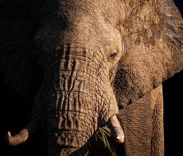 Print of Fine Art Animal Photography by Ron Foster