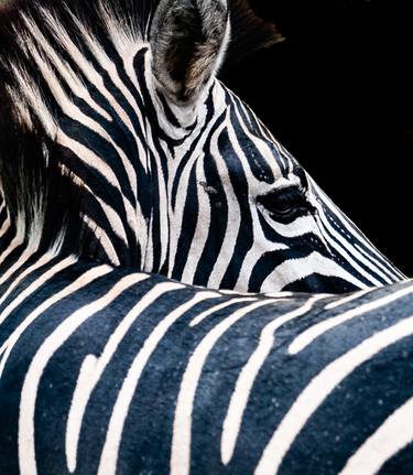 Zebra's Eye Upon the Stripes (1) - Limited Edition of 12 thumb
