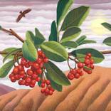 Waiting for Rain by dorothy churchill-johnson