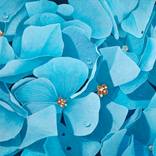 Hydrangea 3 by dorothy churchill-johnson