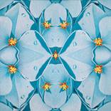 Hydrangeometry by dorothy churchill-johnson