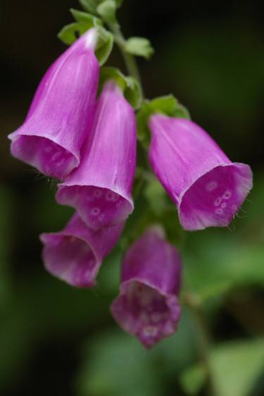 Pink Beauty thumb