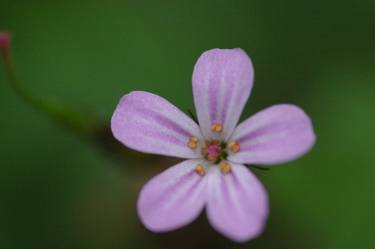 simple, natural, beauty. thumb