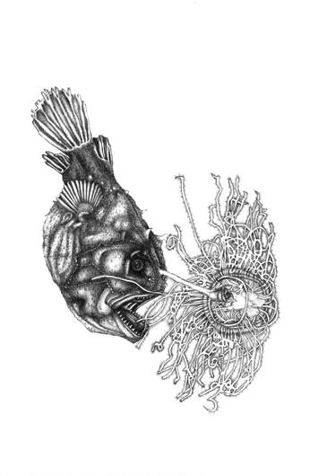 Print of Fine Art Fish Drawings by Sousia ID