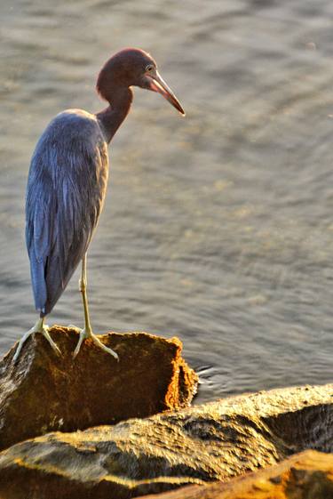 Little Blue Heron, 1 of 5 thumb