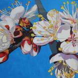 Blooming apricots in Almaty according by Anara Abzhanova