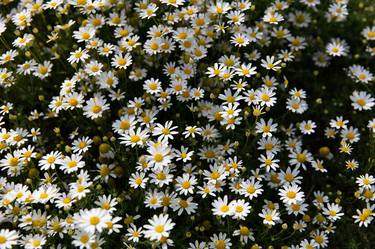 Field of Daisy Flowers - Limited Edition of 100 thumb