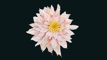 Dahlia thumb