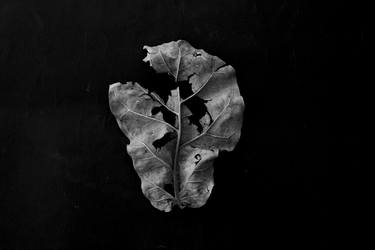 Print of Conceptual Botanic Photography by Alicia Shahaf