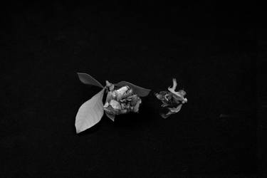 Print of Conceptual Botanic Photography by Alicia Shahaf