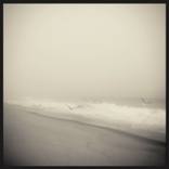 Collection New Shoots: Contemporary Photography