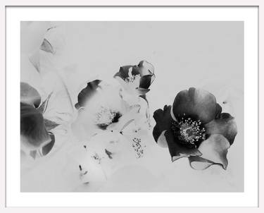 Original Floral Photography by lucas lai