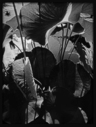 Original Fine Art Botanic Photography by lucas lai