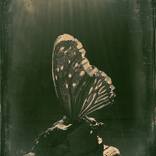 Ptero - Limited Edition of 5 by lucas lai
