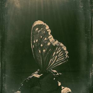 Ptero - Limited Edition of 5