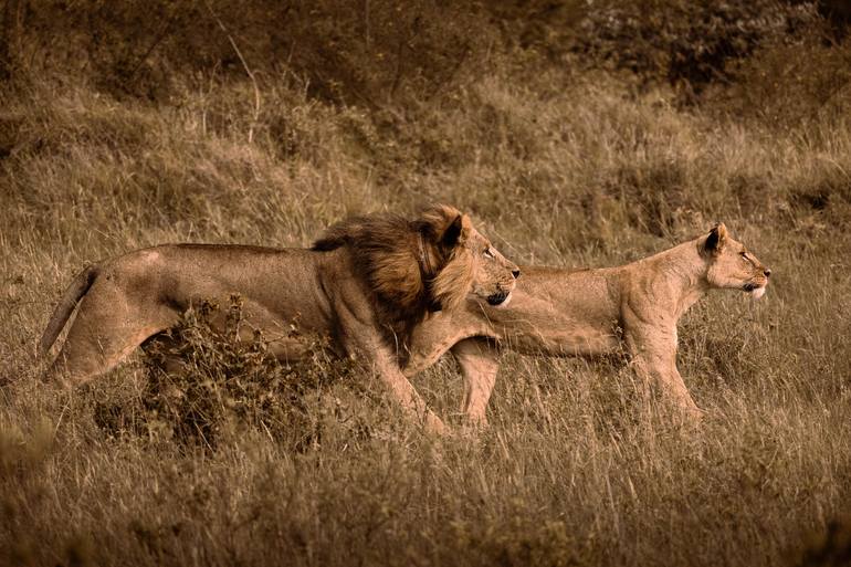 View in a Room Artwork