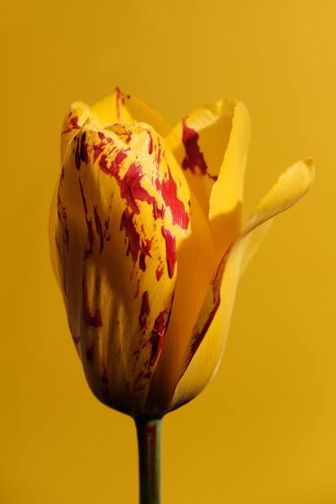 Print of Abstract Expressionism Floral Photography by George Meurme