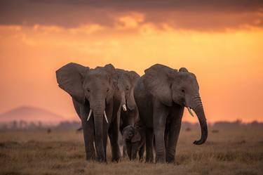 A family of African elephants in amboseli national park thumb