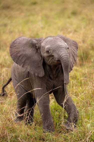Baby African Elephant in Amboseli National Park thumb