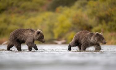 Brown bear cubs in Alaska USA thumb