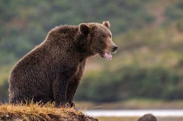 Brown bear in Alaska USA thumb