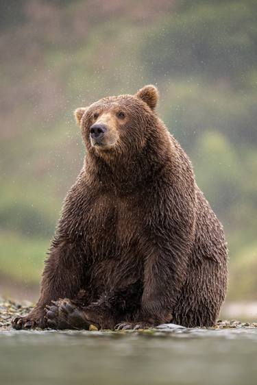 Brown bear in Alaska USA thumb