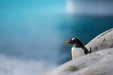 Gentoo Penguins in Antarctica thumb