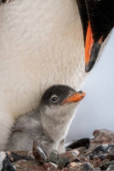 The Gentoo Penguin Chicks in Antarctica thumb