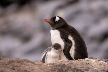 The Gentoo Penguin Chicks of the Antarctic thumb