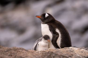 Print of Documentary Animal Photography by Yarin Klien