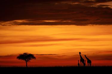Giraffes at Dawn in Masai Mara thumb