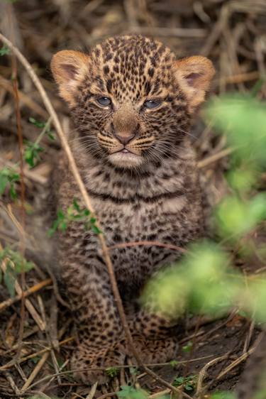 A leopard cub takes its first steps in the Mara Masai thumb