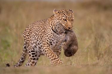 Leopard mothers care her cubs in the Masai Mara thumb