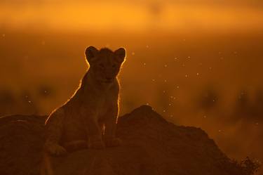 A lone lion cub surrounded by twilight light in the Masai Mara thumb