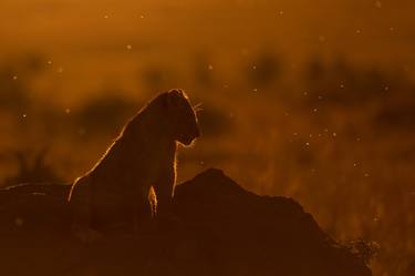 A lone lion cub surrounded by twilight light in the Masai Mara thumb